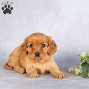 Sherry, Miniature Golden Retriever Puppy